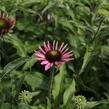 Třapatkovka nachová 'PollyNation Magenta' - Echinacea purpurea 'PollyNation Magenta'