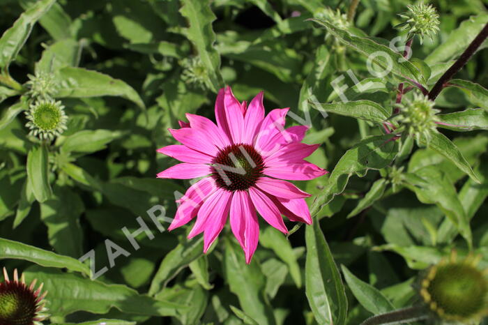 Třapatkovka nachová 'PollyNation Magenta' - Echinacea purpurea 'PollyNation Magenta'