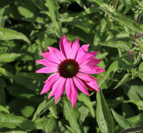 Třapatkovka nachová 'PollyNation Magenta' - Echinacea purpurea 'PollyNation Magenta'