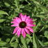 Echinacea purpurea 'PollyNation Magenta'.JPG