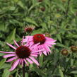 Třapatkovka nachová 'Feeling Pink' - Echinacea purpurea 'Feeling Pink'