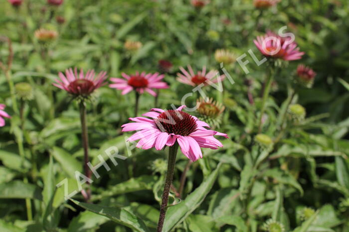 Třapatkovka nachová 'Feeling Pink' - Echinacea purpurea 'Feeling Pink'