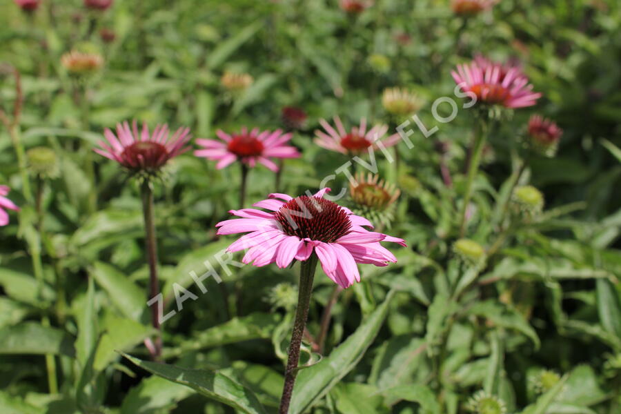 Třapatkovka nachová 'Feeling Pink' - Echinacea purpurea 'Feeling Pink'