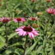 Třapatkovka nachová 'Feeling Pink' - Echinacea purpurea 'Feeling Pink'