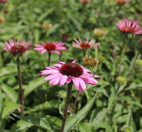 Třapatkovka nachová 'Feeling Pink' - Echinacea purpurea 'Feeling Pink'