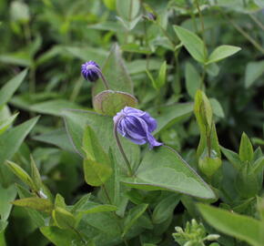 Plamének celolistý - Clematis integrifolia