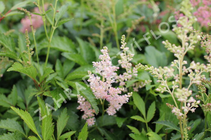 Čechrava Arendsova 'Astary Pink Shades' - Astilbe arendsii 'Astary Pink Shades'