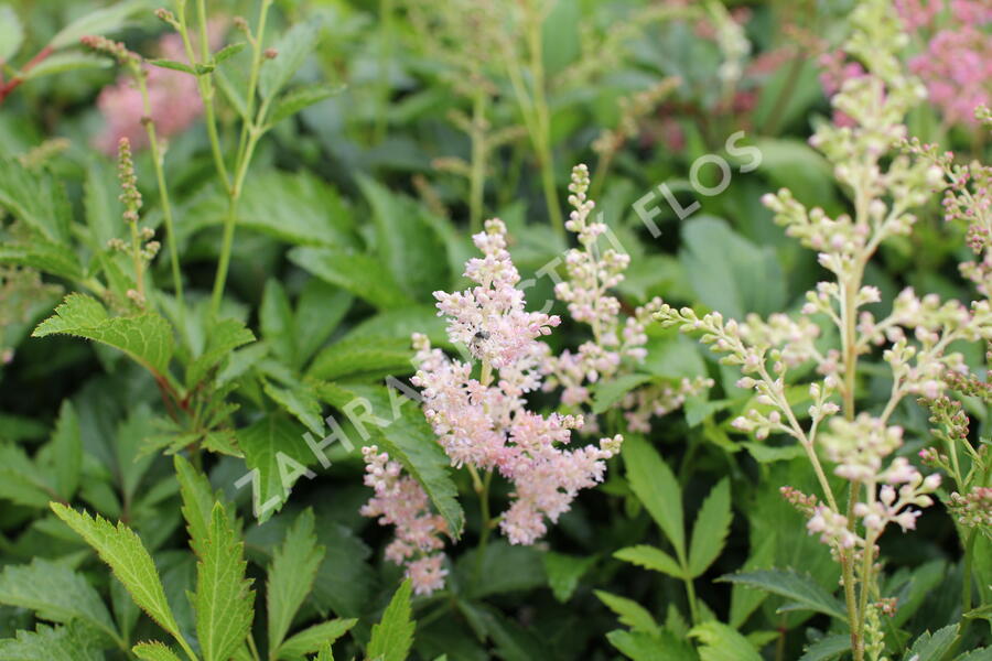 Čechrava Arendsova 'Astary Pink Shades' - Astilbe arendsii 'Astary Pink Shades'