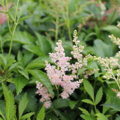 Čechrava Arendsova 'Astary Pink Shades' - Astilbe arendsii 'Astary Pink Shades'