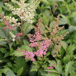 Čechrava Arendsova 'Astary Pink Shades' - Astilbe arendsii 'Astary Pink Shades'