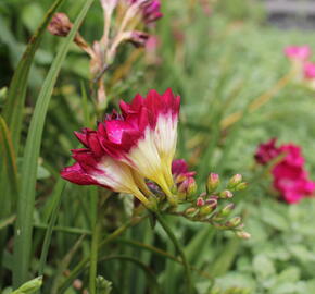 Frézie 'Pink' double - Freesia 'Pink'