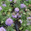 Hlaváč fialový 'Blue Eyes' - Scabiosa columbaria 'Blue Eyes'