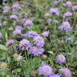 Hlaváč fialový 'Blue Eyes' - Scabiosa columbaria 'Blue Eyes'