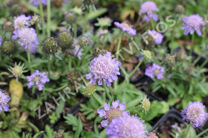 Hlaváč fialový 'Blue Eyes' - Scabiosa columbaria 'Blue Eyes'