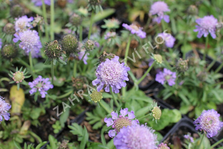 Hlaváč fialový 'Blue Eyes' - Scabiosa columbaria 'Blue Eyes'