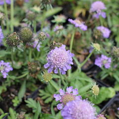 Hlaváč fialový 'Blue Eyes' - Scabiosa columbaria 'Blue Eyes'