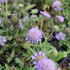 Scabiosa columbaria 'Blue Eyes'.JPG