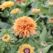 Třapatka 'Summerdaisy's Double Apricot' - Rudbeckia hybrida 'Summerdaisy's Double Apricot'