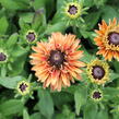 Třapatka 'Summerdaisy's Double Apricot' - Rudbeckia hybrida 'Summerdaisy's Double Apricot'