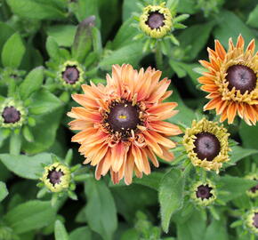 Třapatka 'Summerdaisy's Double Apricot' - Rudbeckia hybrida 'Summerdaisy's Double Apricot'