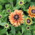 Rudbeckia hybrida 'Summerdaisy's Double Apricot'.JPG