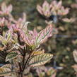 Janeba drsná 'Summer Pink' - Heliopsis helianthoides 'Summer Pink'