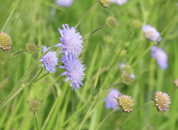 Chrastavec rolní - Knautia arvensis