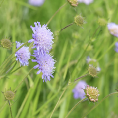 Chrastavec rolní - Knautia arvensis