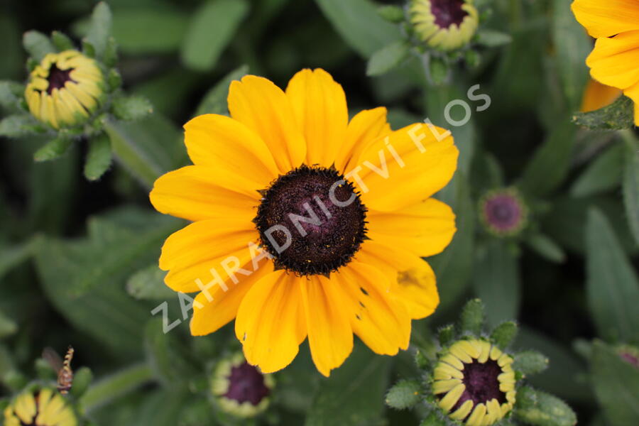 Třapatka 'Summerdaisy's Ping Pong' - Rudbeckia hybrida 'Summerdaisy's Ping Pong'