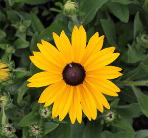 Třapatka 'Summerdaisy's Yellow' - Rudbeckia hybrida 'Summerdaisy's Yellow'