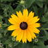 Rudbeckia hybrida 'Summerdaisy's Yellow'.JPG