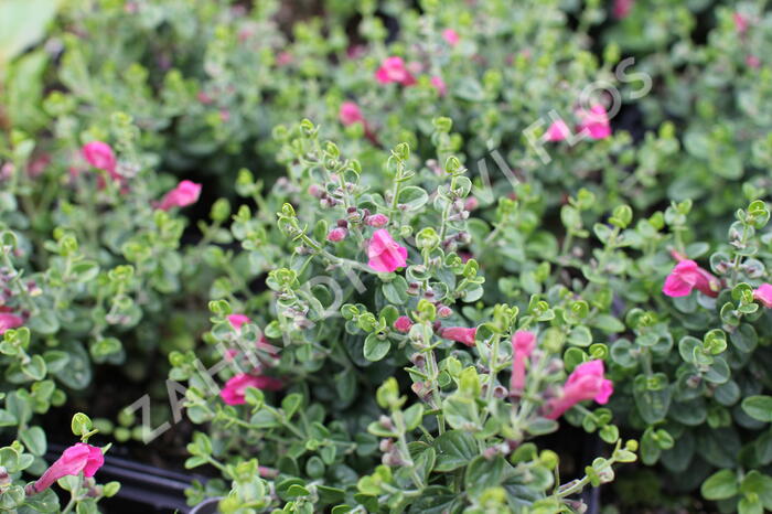 Šišák 'Red Dragon' - Scutellaria suffrutescens 'Red Dragon'