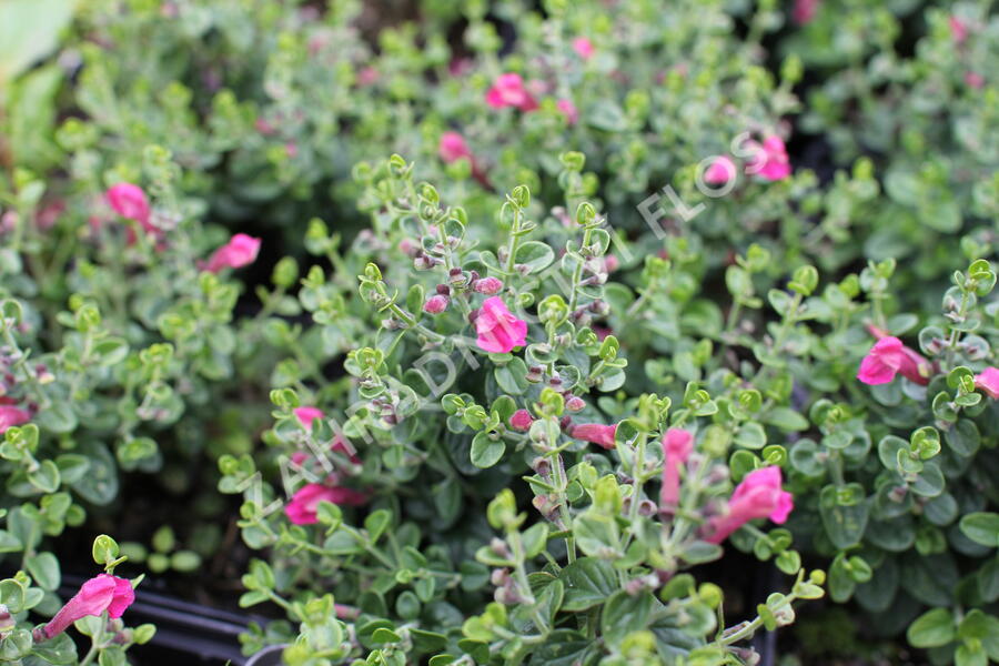 Šišák 'Red Dragon' - Scutellaria suffrutescens 'Red Dragon'