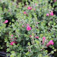 Šišák 'Red Dragon' - Scutellaria suffrutescens 'Red Dragon'