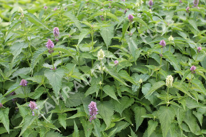 Agastache mexická 'Bavaria' - Agastache mexicana 'Bavaria'