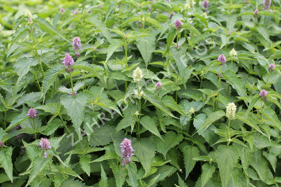 Agastache mexická 'Bavaria' - Agastache mexicana 'Bavaria'