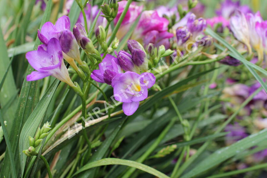 Frézie 'Blue' - Freesia 'Blue'