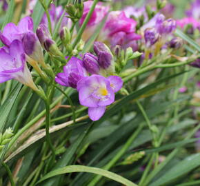 Frézie 'Blue' - Freesia 'Blue'