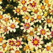 Krásnoočko 'Little Bang Starlight' - Coreopsis 'Little Bang Starlight'