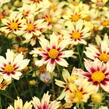 Krásnoočko 'Little Bang Starlight' - Coreopsis 'Little Bang Starlight'