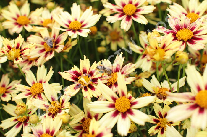 Krásnoočko 'Little Bang Starlight' - Coreopsis 'Little Bang Starlight'