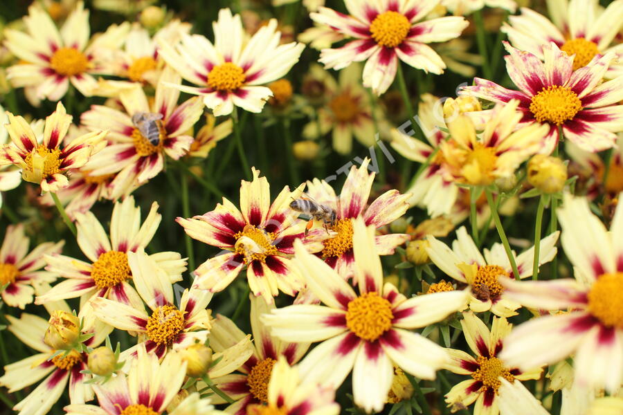 Krásnoočko 'Little Bang Starlight' - Coreopsis 'Little Bang Starlight'