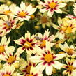 Krásnoočko 'Little Bang Starlight' - Coreopsis 'Little Bang Starlight'