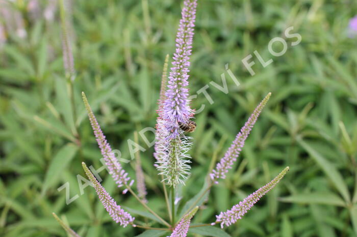 Rozrazilovec viržinský 'Fascination' - Veronicastrum virginicum 'Fascination'