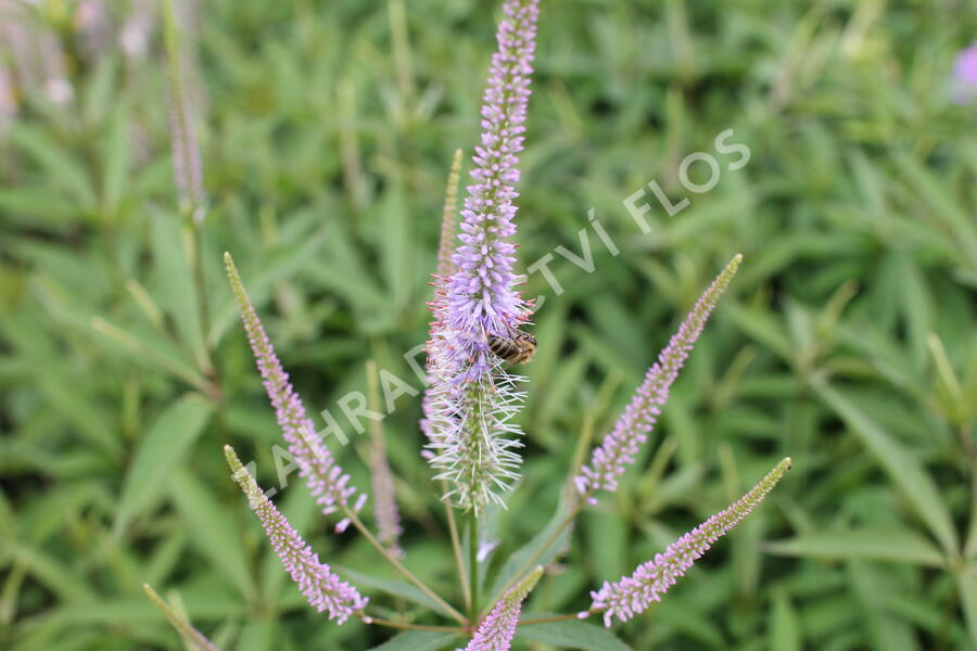 Rozrazilovec viržinský 'Fascination' - Veronicastrum virginicum 'Fascination'