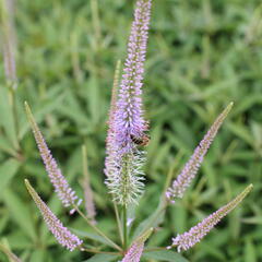 Rozrazilovec viržinský 'Fascination' - Veronicastrum virginicum 'Fascination'