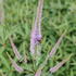 Veronicastrum virginicum 'Fascination'_01.JPG