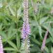 Rozrazilovec viržinský 'Fascination' - Veronicastrum virginicum 'Fascination'