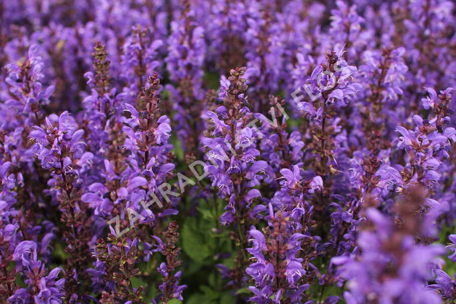 Šalvěj hajní 'Noble Knight' - Salvia nemorosa 'Noble Knight'