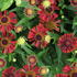 Helenium autumnale 'Mariachi MT Siesta'.JPG